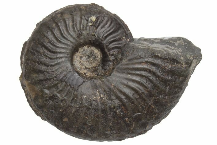 Jurassic Fossil Ammonite (Pseudolioceras) - United Kingdom #219949